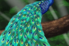 Peacock-Beauty-Animal-Art-2019